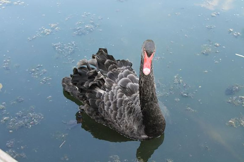 Giá bán thiên nga ở các nước: Đắt rẻ đủ loại